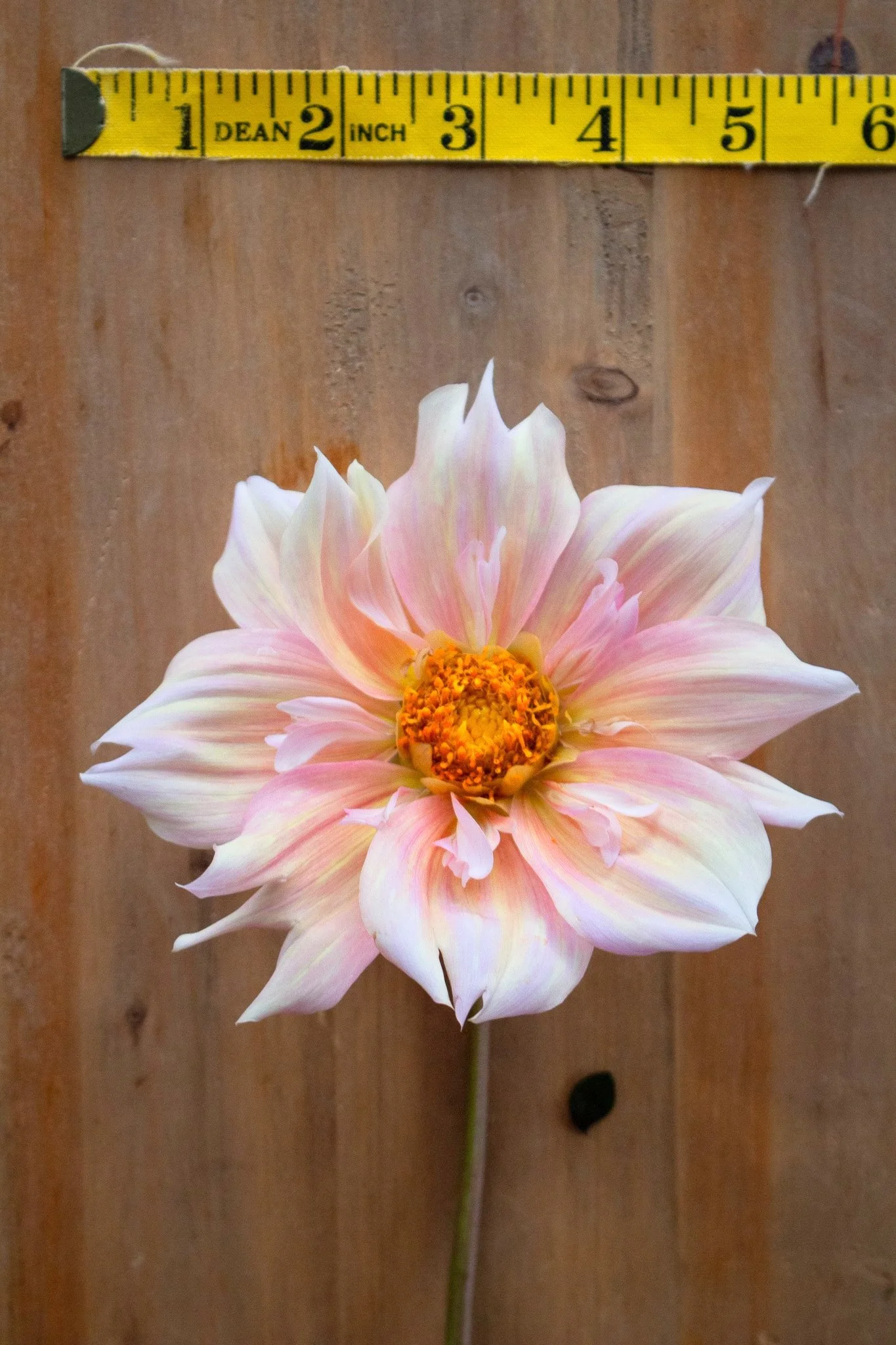 その他 DAHLIA Dahlia : Apple Blossom — ciderpress lane